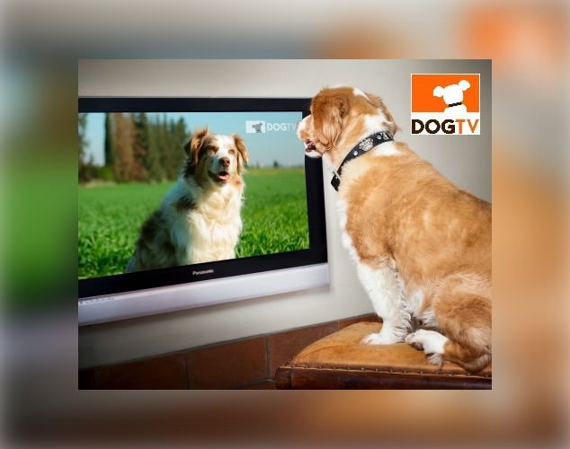 cuanto cuesta dog tv en directv